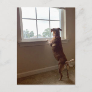 Hund Tittar ut vykortet för fönster Vykort
