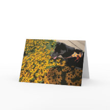 Hund Tittar vid Flowers Black Öga Susan Daisy