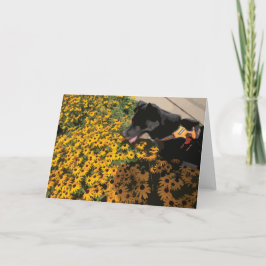 Hund Tittar vid Flowers Black Öga Susan Daisy Kort