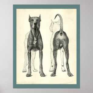 Hund topografi för veterinäranatomi Skriv ut Poster
