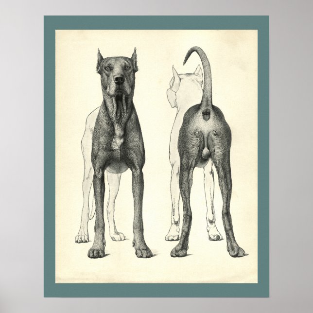 Hund topografi för veterinäranatomi Skriv ut Poster (Framsidan)