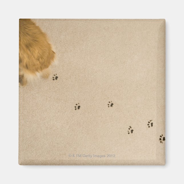 Hund Tryckning på mattan Magnet (Framsidan)