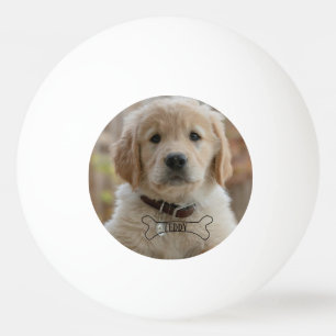 HUND VALP FOTO NAMN BEN BÄSTA HUND MAMMA PAPPA MOD PINGISBOLL