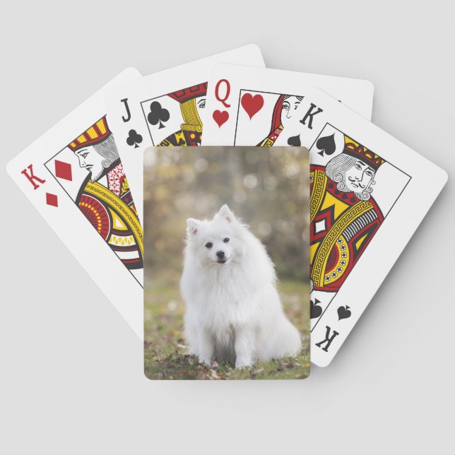 Hund Valp Hund Vit Hund Päls Casinokort (Baksidan)