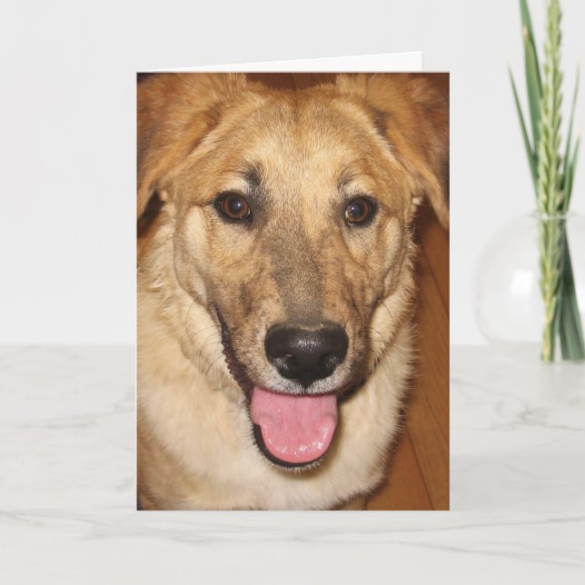 Hund Vet Student Grattisar vid Studenten Kort (Framsida)