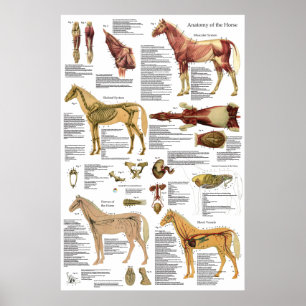 Hund Veterinärmuskeln Skeletal Anatomi Poster