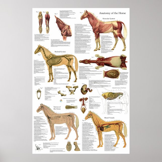 Hund Veterinärmuskeln Skeletal Anatomi Poster (Framsidan)