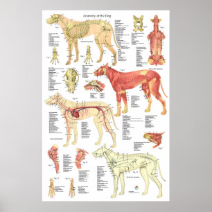 Hund Veterinärmuskulatur Skeletal Anatomi Poster