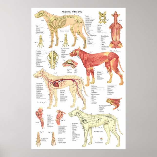 Hund Veterinärmuskulatur Skeletal Anatomi Poster (Framsidan)