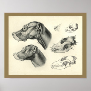 Hund Veterinary Skull Head Muscle Anatomy Print Poster