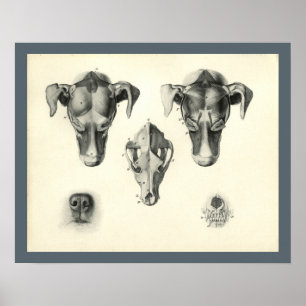 Hund Veterinary Skull Head Muscle Anatomy Print Poster