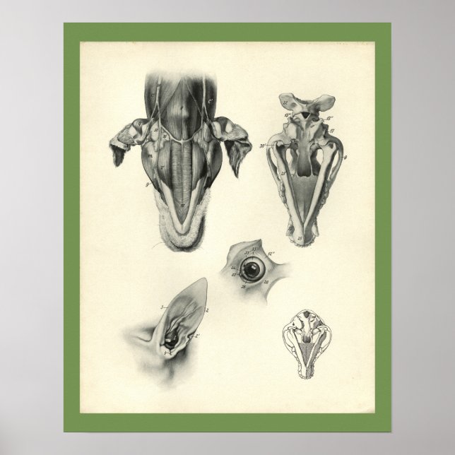 Hund Veterinary Skull Head Muscle Anatomy Print Poster (Framsidan)