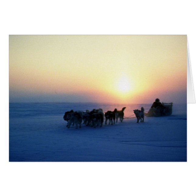 Hund vid 45 grader Celsius, Baffin Isla Hälsningskort (Framsidan Horizontal)