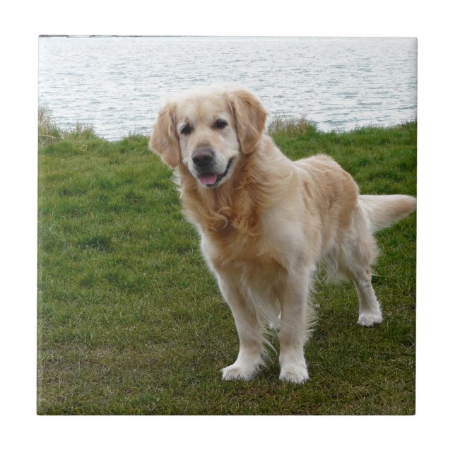 Hund vid Bevalt Golden Retriever Kakelplatta (Framsidan)