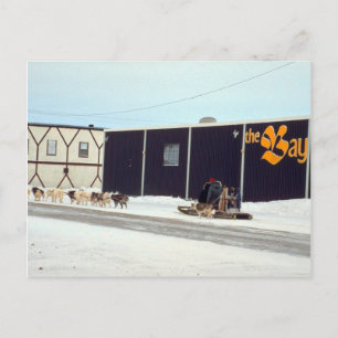 Hund vid bukten, Churchill, Manitoba Vykort