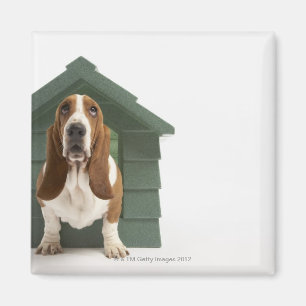 Hund vid hundkojan magnet