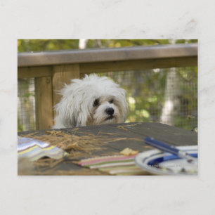 Hund vid picnic bord vykort