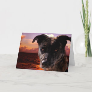 Hund vid stranden, födelsedag kort