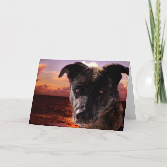 Hund vid stranden, födelsedag kort (Framsida)