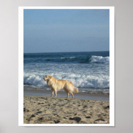Hund Vid Stranden Poster