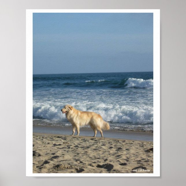 Hund Vid Stranden Poster (Framsidan)