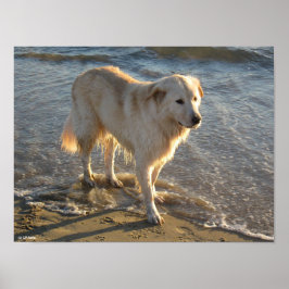 Hund vid stranden poster
