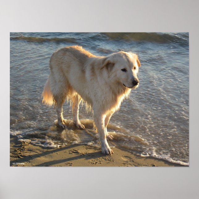 Hund vid stranden poster (Framsidan)