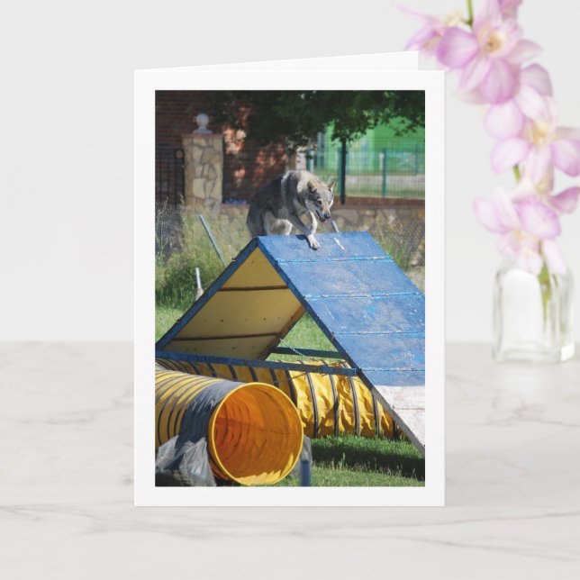 Hund vid utbildningsskolan kort (Orkide)