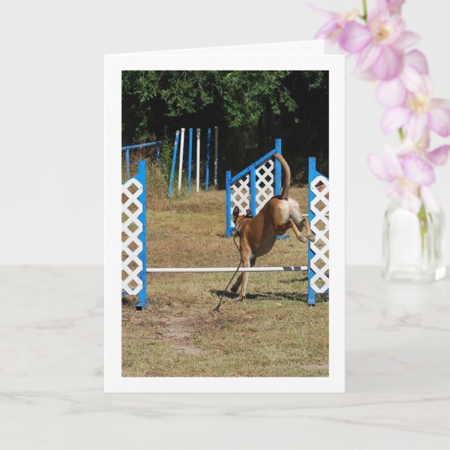 Hund vid utbildningsskolan kort (Orkide)