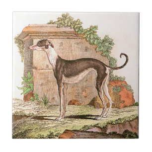 Hund - vinthund kakelplatta