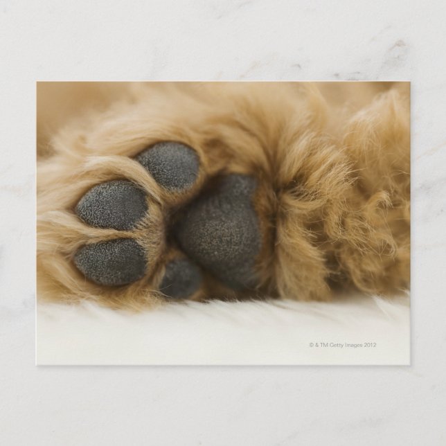 Hund, vy av ben vykort (Framsida)