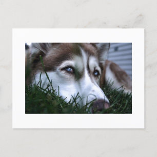hund vykort
