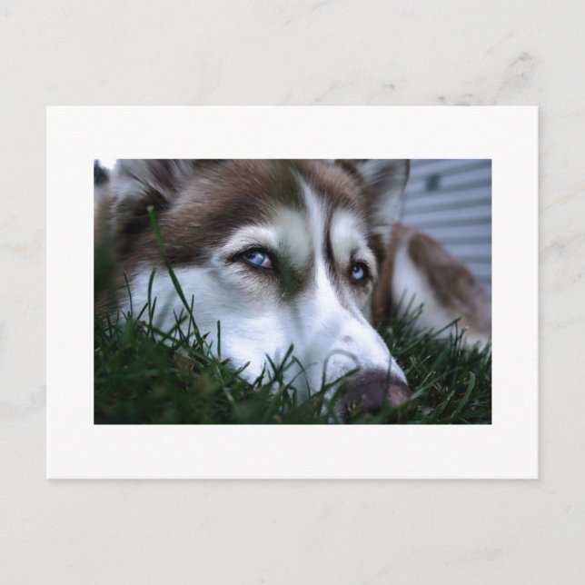 hund vykort (Framsida)