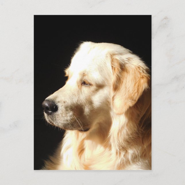 hund vykort (Framsida)