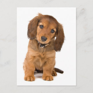 hund vykort