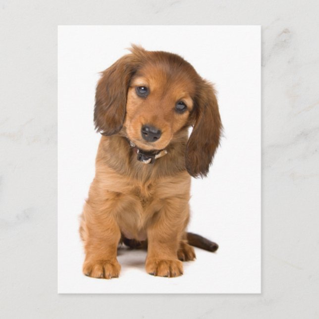 hund vykort (Framsida)