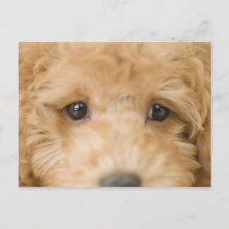 Hund Vykort
