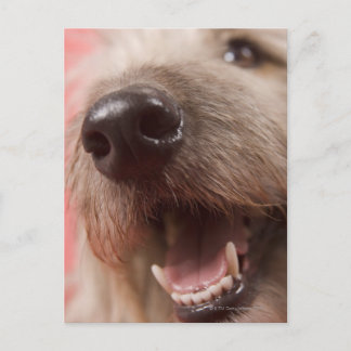 Hund Vykort