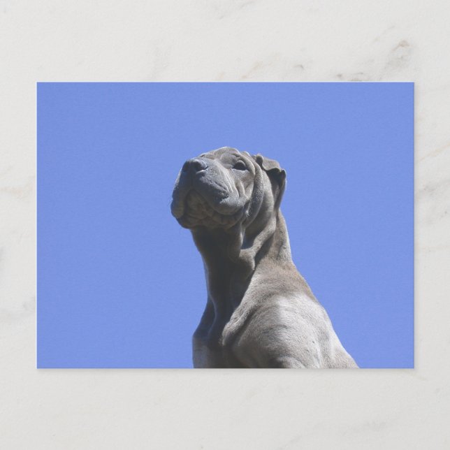 Hund... Vykort (Framsida)