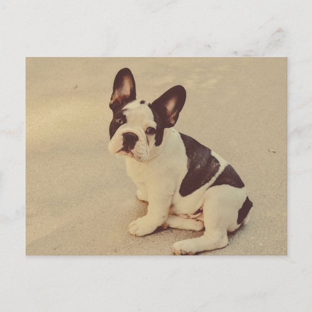 Hund Vykort (Framsida)