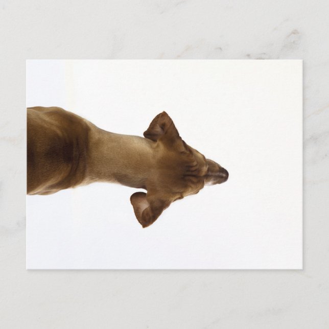 hund vykort (Framsida)