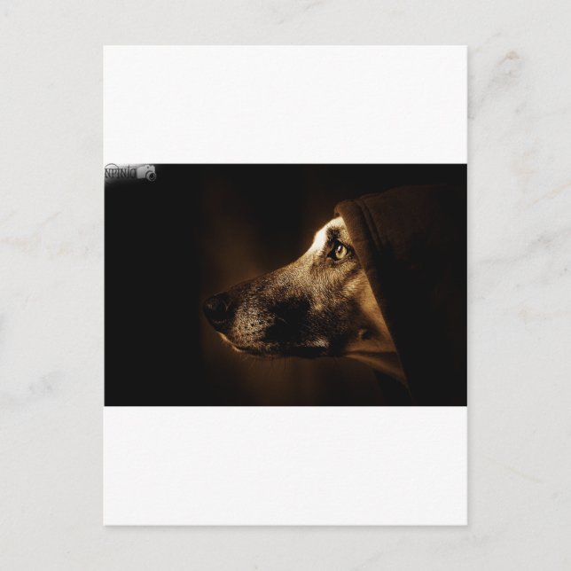 hund vykort (Framsida)