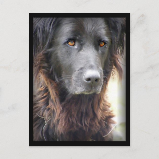hund vykort (Framsida)