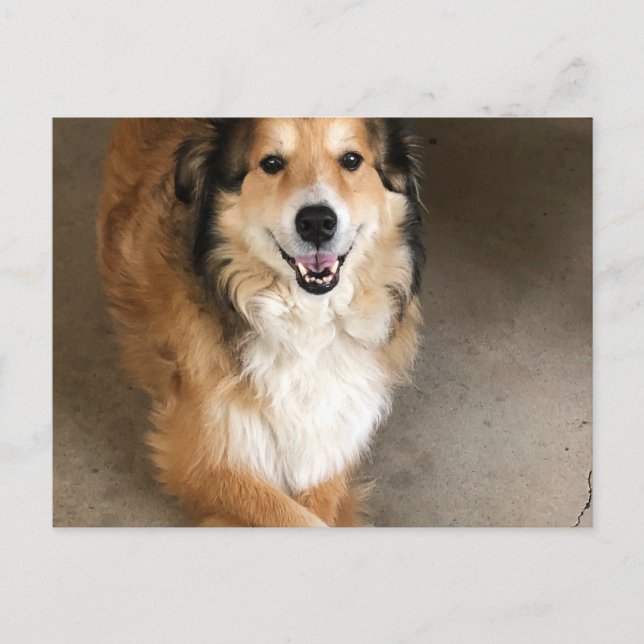 Hund Vykort (Framsida)