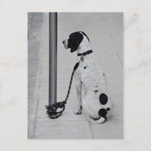 Hund Vykort