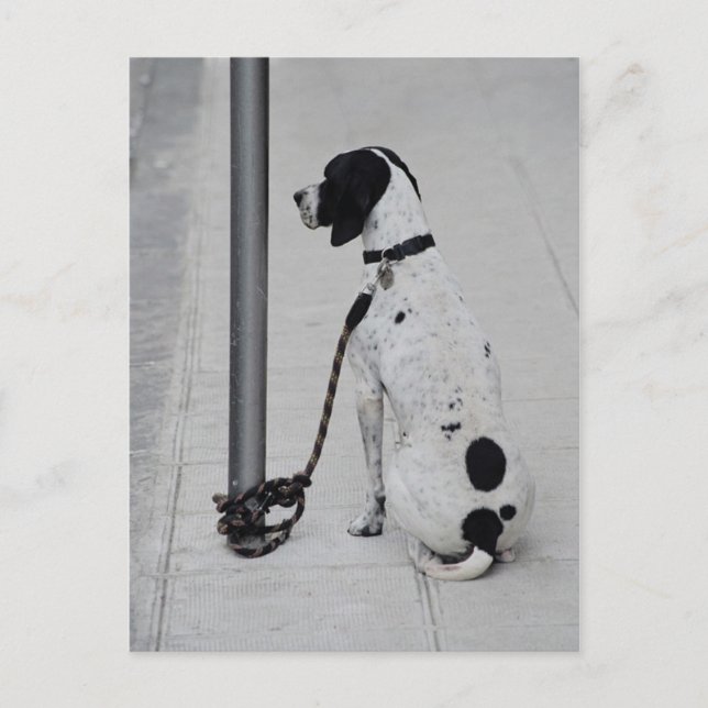 Hund Vykort (Framsida)