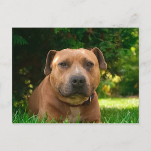 Hund vykort