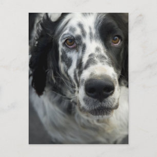 Hund vykort för engelska