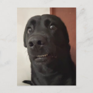 Hund vykort Skrämt 