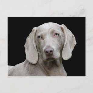 Hund Weimaraner Pet Hund Porträtt Vykort